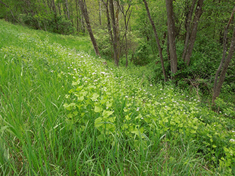 Uploaded Image: /uploads/Invasives Blog/GarlicMustard_Small.jpg